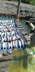 500g Khô Cá Chét Thịt Nhiều ít Xương Vị Mặn khô vào miệng nhai nhẹ để cảm nhận cái vị ngọt và thơm lừng- ĐẶC SẢN MINH TRIẾT