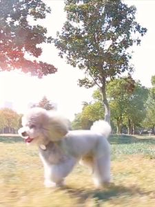 ขนมหมา ขนมแมว 200กรัม ขนมที่ขนาดไม่ใช่ 100กรัม วัตถุดิบจากธรรมชาติ เสริมสารอาหาร โปรตีนสูง