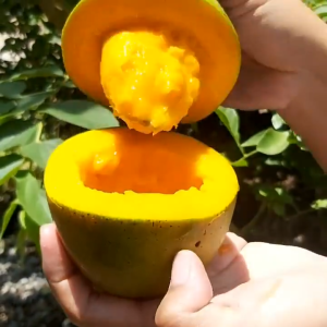 BIBIT MANGGA ALPUKAT OKULASI UNGGUL CEPAT BERBUAH / ALPUKAT MANIS