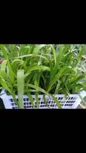 "🌱 ต้นจันผาพร้อมปลูก! แข็งแรงสมบูรณ์ ส่งตรงจากสวนของเรา 🌱