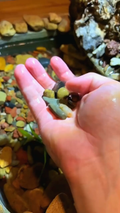 5kg Natural River Rocks Stream Stone Succulent Potted Plants Garden Soil Aquarium Assorted Mindoro Pebble River Natural Gravel for Fish Tank Decoration