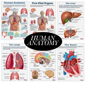 16Pcs/set Human Anatomy Poster Human Organs Brain Liver Heart Anatomy Poster Medical Classroom Office Room Home Aesthetic Decor
