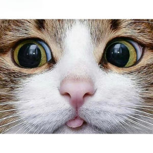 Full Square/Round Drill 5D DIY Diamond Painting "Animal cat" 3D Diamond Embroidery Cross Stitch Home Decor