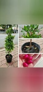 Cây thần kì ăn trái uống rượu không biết say