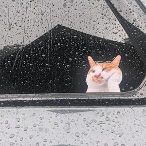 Waterproof Cat Sticker for Car Body Rainy Day Theme Creative Personalized Patch Scratch Cover High-End Triangular Window