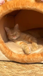 Foldable Pet House Removable Washable Cat House Puppy Cave Sofa Pet Bed House for Extra Small Dogs and Small and Medium Cats