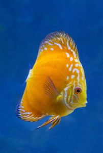 Discus Aquascape / Discus Golden Raflesia kualitas terbaik