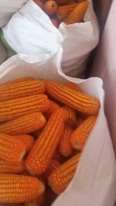 PERKASA 1kg - Benih Biji Jagung Hibrida Buah Sayur Syngenta