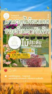 พวงเงิน Treeno.9 กระถางแขวน 8 นิ้ว ไม้ประดับอายุยืน กระทำด้วยมงคลความหมายดี ซึ่งไม่ปลอดภัยในเวลา 8 ปี