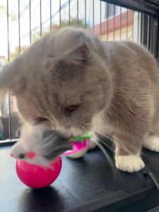 THẢM DẶM CHÂN MÈO GIAO MÀU NGẪU NHIÊN