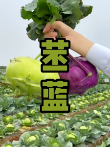 1000 เมล็ดเมล็ดพันธุ์กะหล่ำปมสีเขียว เมล็ดกะหล่ำปมสีเขียว กะหล่ำปมสีเขียว เมล็ดพันธุ์แท้