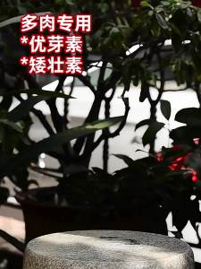 💗🙋‍♀️💗优芽素多肉促多头侧芽细胞分裂素促芽促生长催芽矮胖素爆芽素