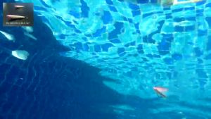 เหยื่อปลอม Yamoto Serpent XS ยาโมโต้ เซอเพน เอ็กซ์เอส 76mm