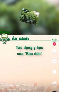 Cây rau dớn giống gốc giống (đã thuần vườn qua 50-60 ngày tại vườn)