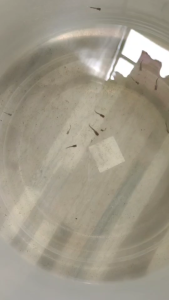 โตด่วน สาหร่าย อบแห้ง อาหารลูกปลาแรกเกิด และปลาขนาดเล็กทุกชนิด เช่นหางนกยูง สอด บอลลูน ปลากัด คุณสมบัติ: มีคุณค่าทางโภชนาการสูง ย่อยง่าย ช่วยให้ลูกปลาโตเร็ว และขึ้นสีเร็ว สีสันสดใสรูปร่างสวยงาม โครงสร้างสวย อุดมไปด้วยโปรตีน กรดอะมิโน แร่ธาตุ คลอโร