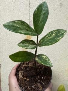 กวักมรกตด่าง (Zamioculcas zamiifolia variegated)