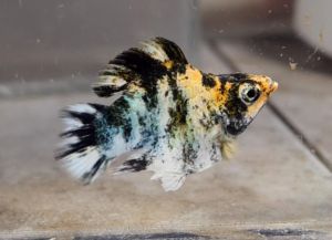 Red Head Balloon Molly Fish(Female) 红头短身气球茉莉鱼(母)❗️(Not random fish）❗️Fish same as order❗️43