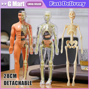 Human Organs Montessori Toy Viscus Matching Body Figures Construction Educational Puzzle Anatomy Game 3D Boy Girl Model Kid Gift