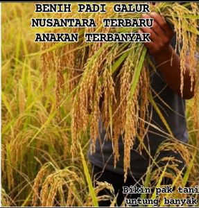 Benih padi GALUR NUSANTARA TERBARU ANAKAN TERBANYAK kemasan 1kg
