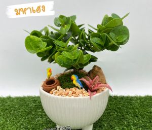 สวนถาดไม้มงคล ต้นมหาเฮง กระถางสามขา 3.5 นิ้ว