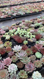 🌵 Combo 03 sen đá size bầu già – vượt size – giá rẻ lỗi 1 đổi 1🌱