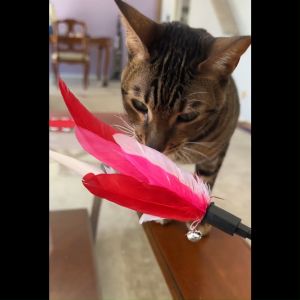 Cat Teaser Feather Stick With Bell Mainan Kucing Dengan Loceng 逗猫棒 猫玩具 Pet Toys Funny Happy Cat Stick Cat Toys
