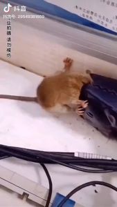 Durable Snap Trap: A Comprehensive Guide to Effective & Safe Rodent Control