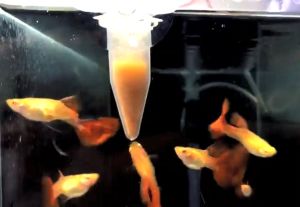 Aquarium Accessories: Automatic Fish Feeder & Red Worm Feeding Tool