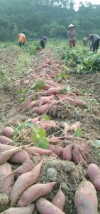 50 cành giống khoai lấy củ