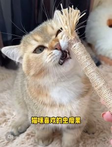 Cat Toys Cat Grass Cat Snacks Pet Kitten Teaser Game Toys Cleaning Teeth Cat Chew Sticks Mainan Makanan Kucing 猫零食
