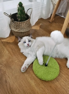 Japanese Style Ikookoo Cat Spring Teaser Pom Pom Self Play Toy Furry Ball Teaser Mainan Kucing Bola Bulu