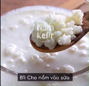 NẤM SỮA KEFIR NẤM LÀM SỮA CHUA ĐẢM BẢO THÀNH CÔNG NGAY LẦN ĐẦU