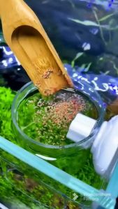 Aquarium Fish Feeding Circle Acrylic Feeding Ring Trumpet Feeding Ring