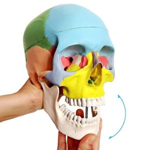 Painted Life Size Human Skull Medical Science Anatomical Model Anatomy Adult With Removable Skull Cap And Articulated Mandible