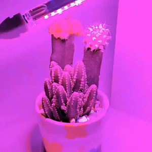 Lampu Tumbuhan 5V LED Grow Light Full Spectrum Plant Lamp with Flexible Hose Indoor Greenhouse Phyto USB Lamp Flower Seedling Hydroponic Light - Red/Blue