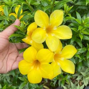 ต้นบานบุรีแคระ ดอกสีเหลือง *ออกดอกทั้งปี* ไม้พุ่ม ตกแต่งบ้าน เลี้ยงง่าย ปลูกทำรั้วได้ ตัดแต่งพุ่มได้ตามต้องการ แบบถุง