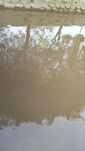 Spinner Bait Mini Double Hook 10gr Ose Nusantara Fluofish Snakehead & Bass Specialist Umpan Casting Gabus Toman V Spinnerbait Ultralight