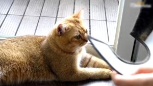 Nước Nhỏ Mắt Ngừa Đau Mắt Chảy Nước Mắt Cho Chó Mèo ALKIN OMNIX - Lọ Nhỏ Mắt Hết Đỏ Mắt Dành Cho Thú Cưng