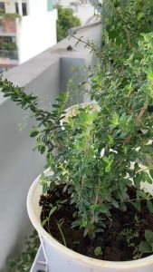 Cây Hàm Hương JUN GARDEN Thơm Thảo Mùi Cam Quýt Vani Mật Ong