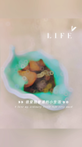 Authentic Fuding High Mountain Aged White Tea Shou Mei Loose Leaf Mellow Taste Chinese Tea