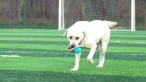 Pet Dog Toys Interactive Training Frisbee Molar Ball Dog Toy 宠物狗玩具互动训练飞盘磨牙球狗玩具