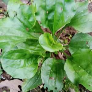 tanaman sendok segar 500grm