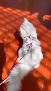 Dây Dắt Thú Cưng Hoạ Tiết Dễ Thương - Có Hình Thật Mẫu Nhà Tiệm