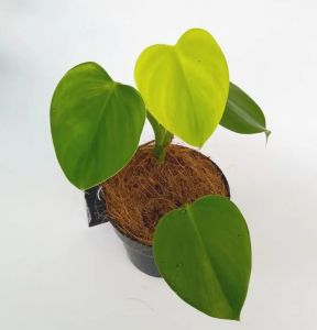 Philodendron Microstictum Murah / Tanaman Hidup Mikrostictum