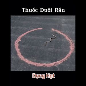 Thuốc đuổi rắn hạt đuổi rắn bảo vệ con người