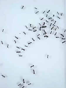 ✨Japanese brand✨Ant Killer Bait 10 in 1PCS No ants for 100 years ant bait