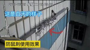 Kawat Duri Wall Spike Anti Tikus/Kucing/Maling Panjat Tembok (Rat and Cat Repellent)