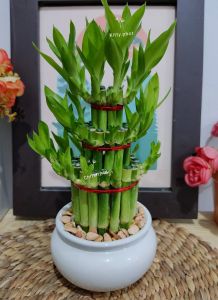 Bambu Hoki / Paket Lengkap Bambu Hoki Vas Keramik Bulat/ Bambu Hoki Aestetic / Bambu Hoki Murah / bambu cina / Lucky bamboo