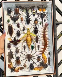 แมลงสตาฟ ผีเสื้อสตาฟ งานไอเดีย แมลงเพื่อการศึกษา กล่องเก็บซากแมลง ของแต่งบ้าน ของสะสม