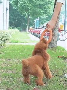 “Local Stock" Dog Frisbee Pet Ring Frisbee Dog Tugger Toy Dog Fetch Toys Hoops Dog Throw Toys for Large Dogs